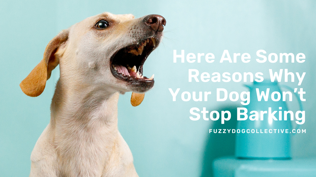 Reasons Why Your Dog Won’t Stop Barking