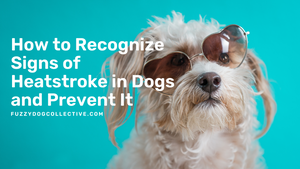 How to Recognize Signs of Heatstroke in Dogs and Prevent It