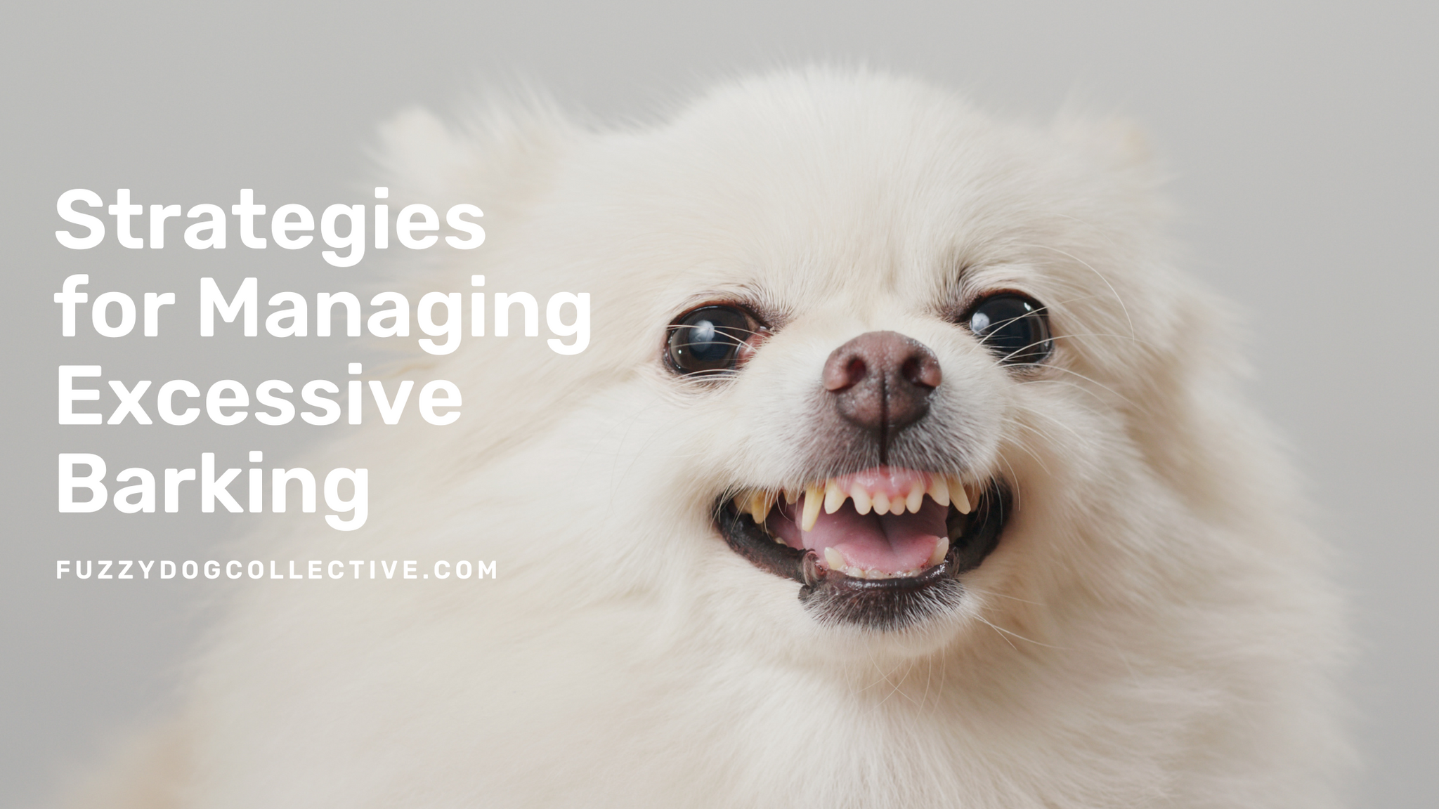 Strategies for Managing Excessive Barking