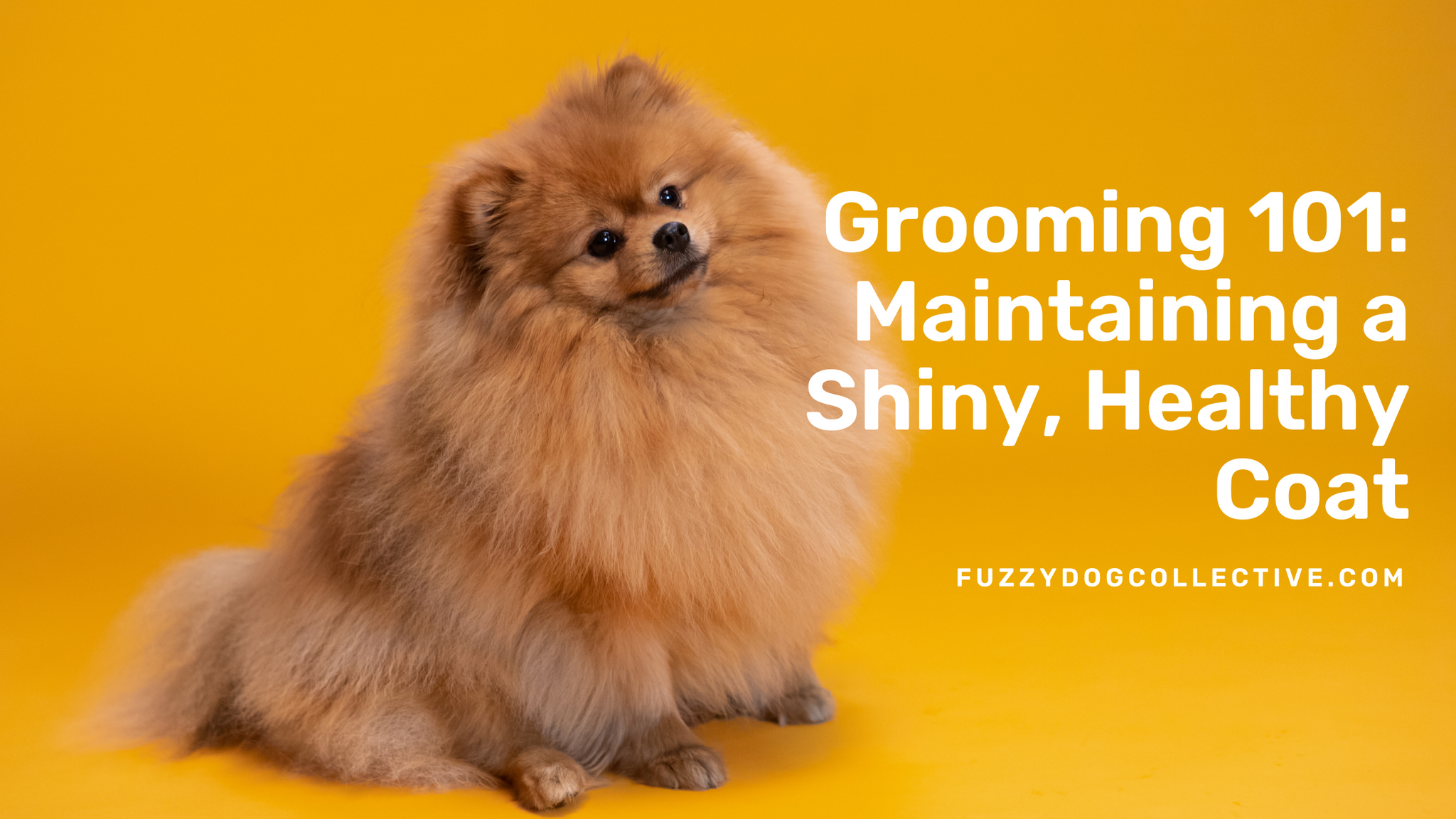 Grooming 101: Maintaining a Shiny, Healthy Coat