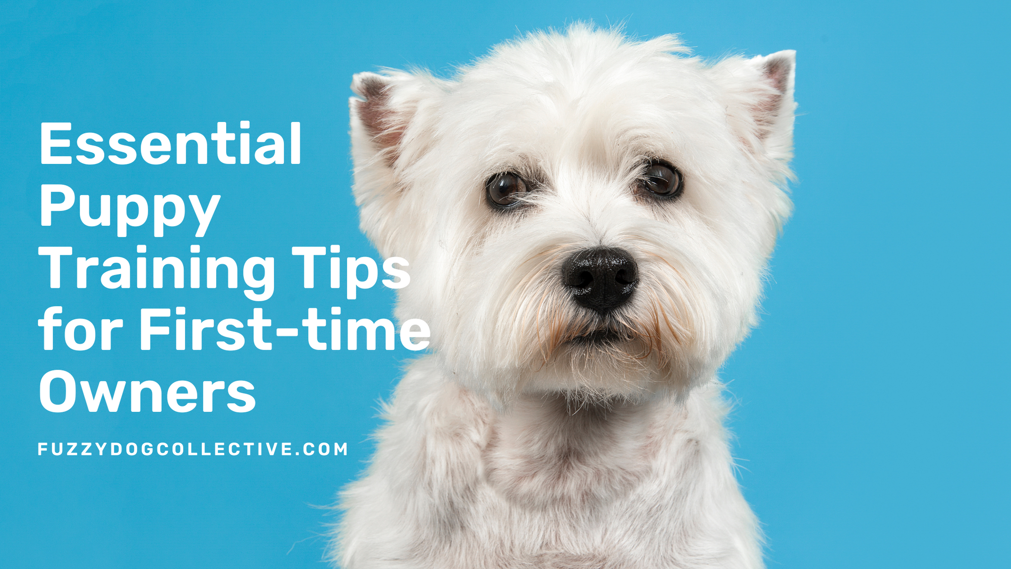 Essential Puppy Training Tips for First-time Owners