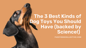 The 3 Best Kinds of Dog Toys You Should Have (backed by Science!)