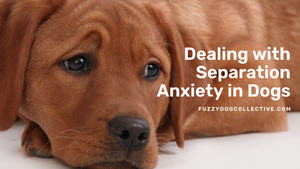 Dealing with Separation Anxiety in Dogs