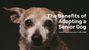 The Benefits of Adopting a Senior Dog