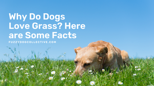 Why Do Dogs Love Grass?