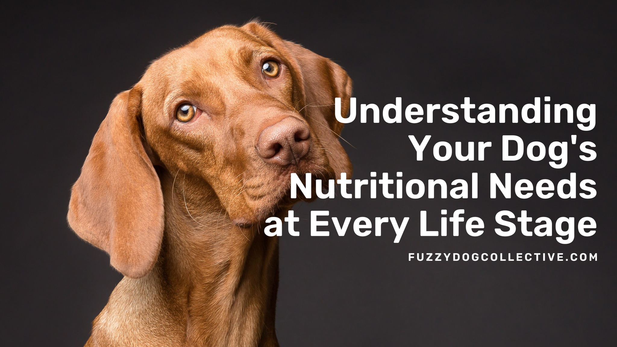 Understanding Your Dog's Nutritional Needs at Every Life Stage