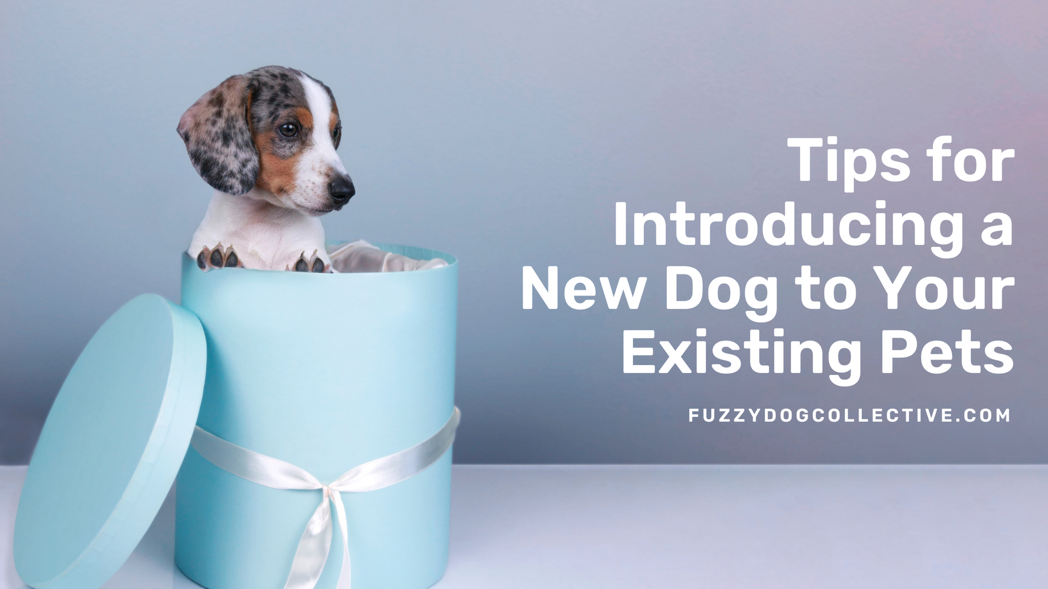 Tips for Introducing a New Dog to Your Existing Pets