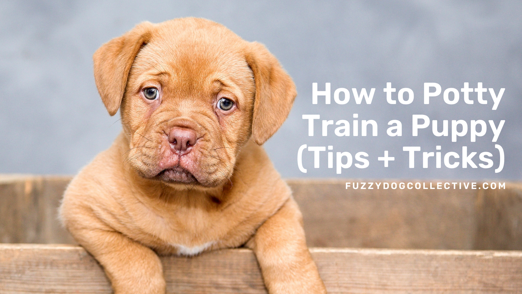 How to Potty Train a Puppy