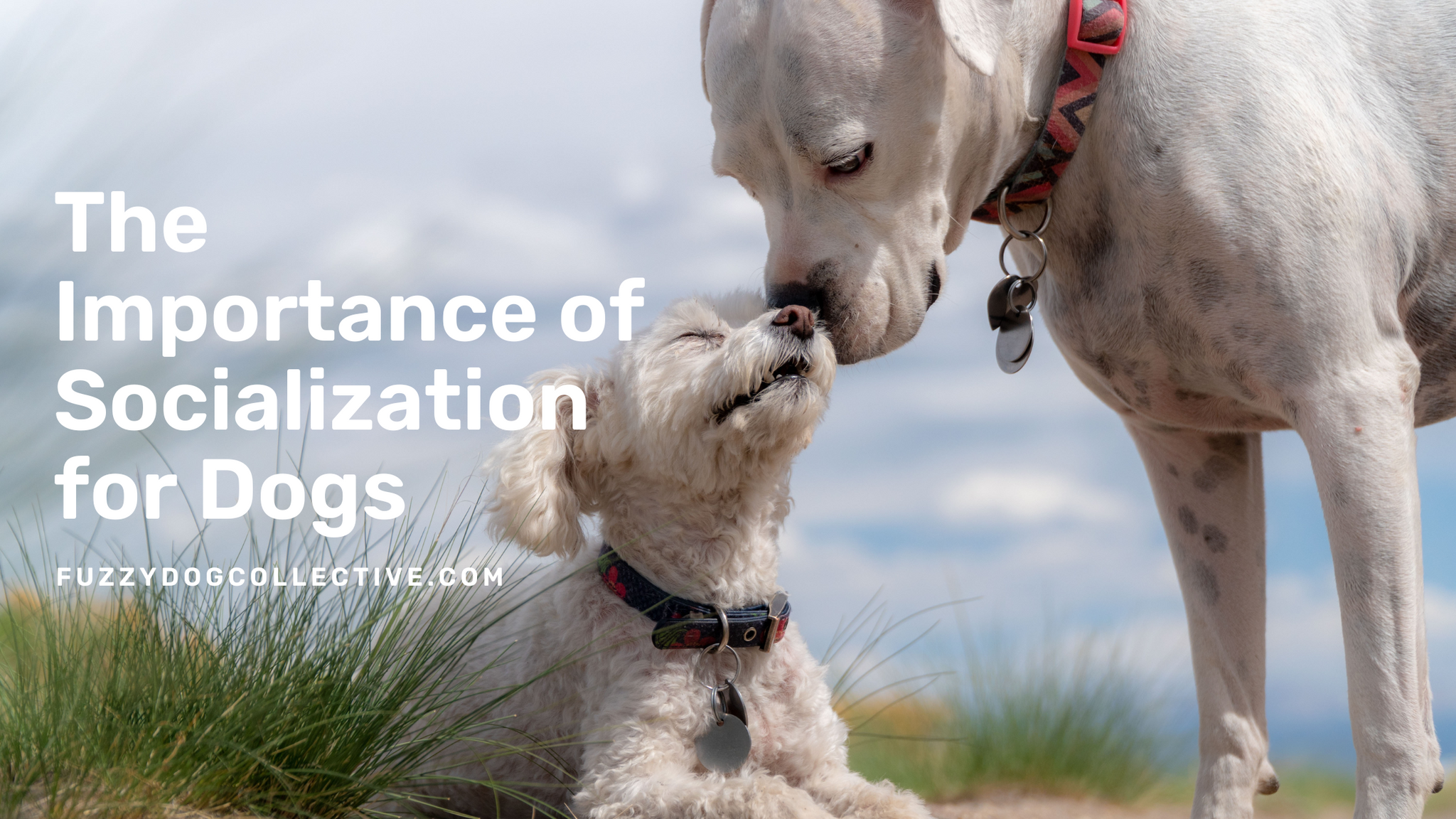 The Importance of Socialization for Dogs