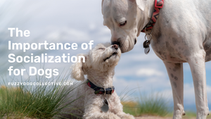 The Importance of Socialization for Dogs