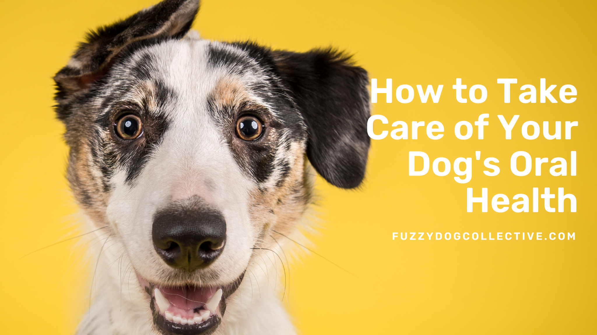 How to Take Care of Your Dog's Oral Health (Tips & Tricks)